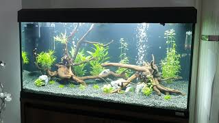 Download lagu Fluval roma 200 mp3 Download lagu Fluval roma 200 mp3