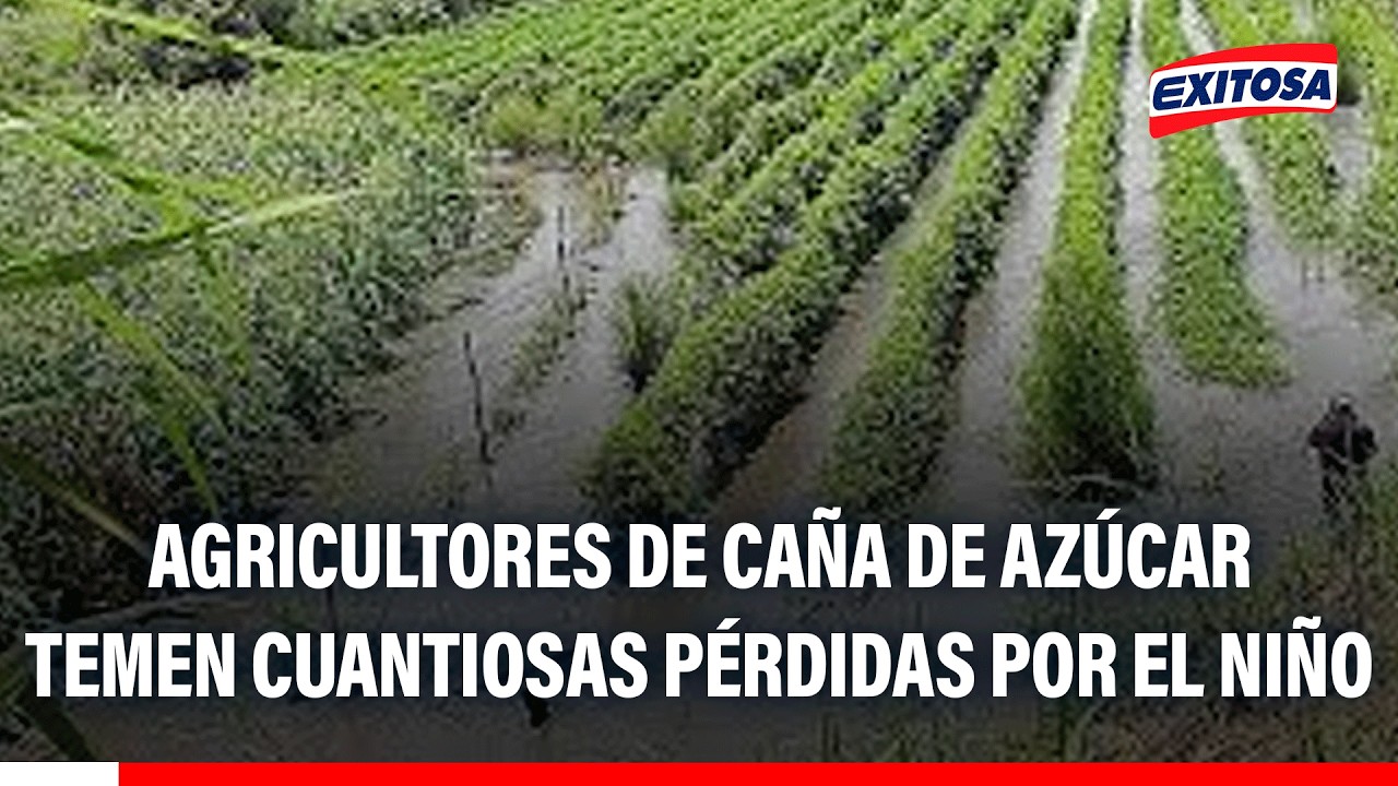 🔴🔵 Chiclayo: Agricultores de caña de azúcar temen cuantiosas pérdidas por fenómeno El Niño