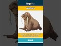 walrus - a large, blubbery sea anima... video thumbnail