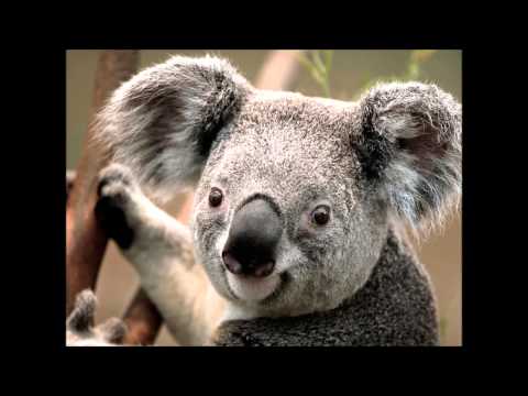 Got to get ur love - Pascal D Mann