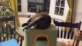 Wiki helps assemble Christmas presents for foster cats