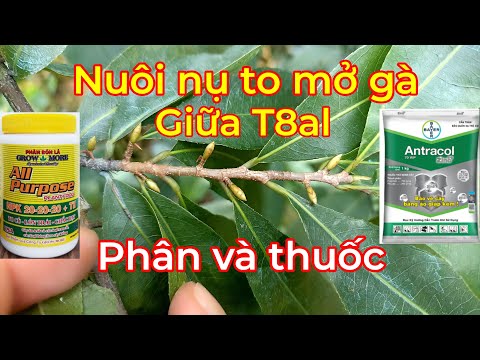 Nuôi nụ dưỡng nụ mở gà đơn giản cần phòng sâu bệnh hại bảo vệ lá xanh chắc nụ giữa T8al.