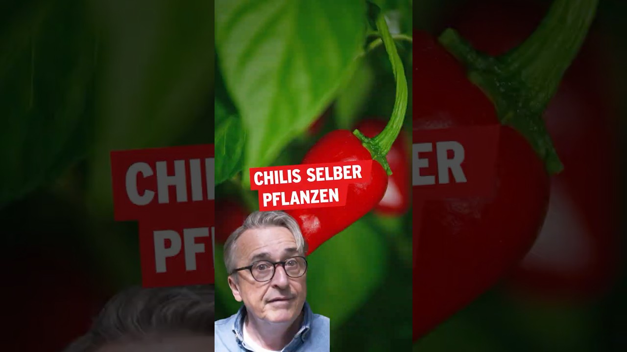 Chilis selber Pflanzen | Gartentipps | Horst sein Schrebergarten