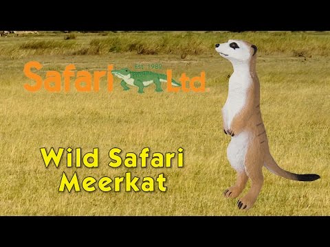 Safari LTD Meerkat