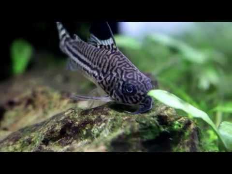 the Corydora Julii