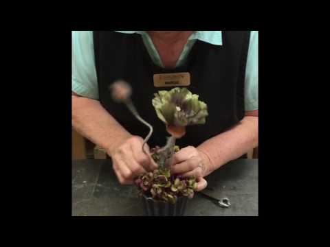 download lagu mp3 mp4 Poppy Floral Design, download lagu Poppy Floral Design gratis, unduh video klip Poppy Floral Design