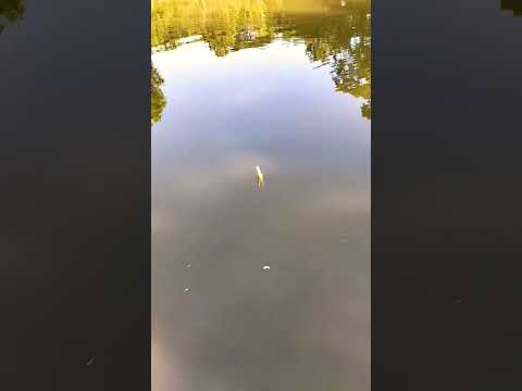 hook fishing BD port-39 #fish #fishing #hookfish #video