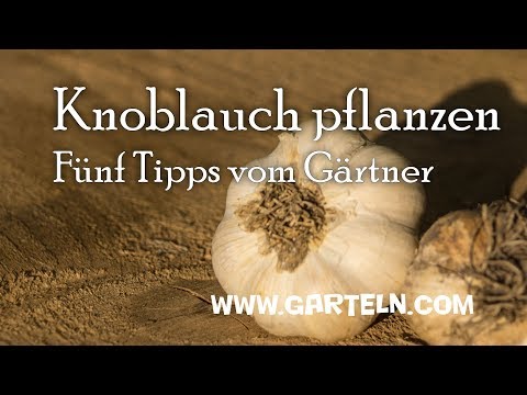 , title : 'Knoblauch pflanzen - Fünf Tipps vom Gärtner'