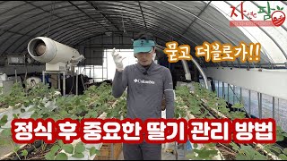 딸기 정식 후 1달 관리 보시고 따라하셔야 농사 성공 가까이 갑니다.