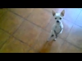 Chihuahua dance 