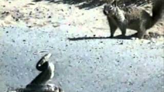 Jethro Tull - Cats Squirrel