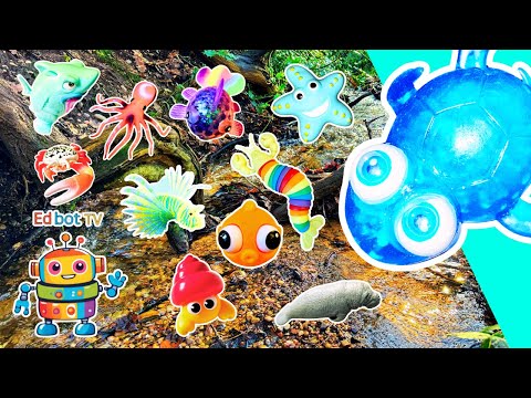 Sea Animal Names & Facts for Kids to Learn by the Branch: Turtle Lionfish Saw Shark