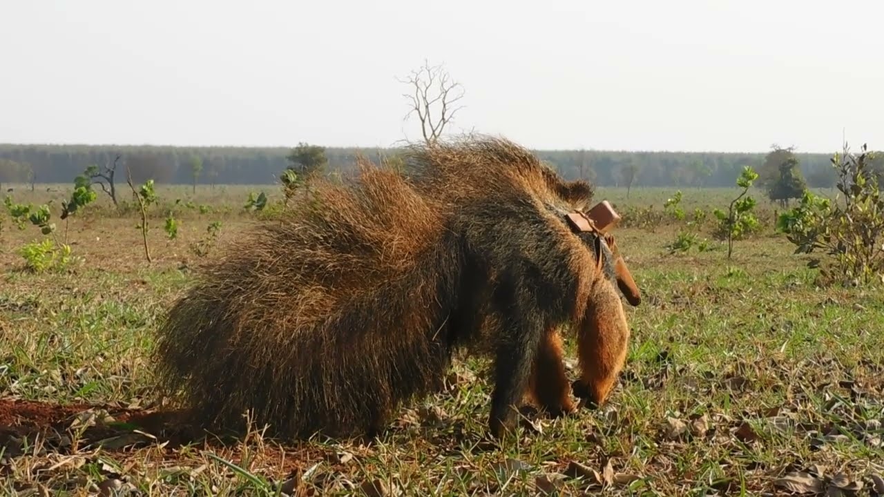 Behaviour pattern: Alertness or vigilance signalling / Padrão: Sinalizando alerta ou vigilância