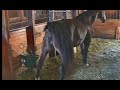 Horse Pee