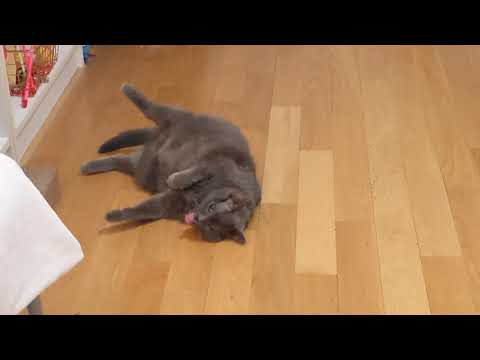 Meet Torsha a Domestic Shorthair currently available for adoption! 2/28/2021 2:05:15 PM