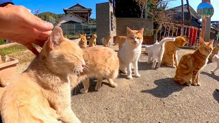 [問卦] 這邊有一批便宜的貓貓 他們在幹嘛?