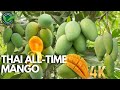 Thailand all time mango farming | all time mango plant | thai all time mango All season varity mango