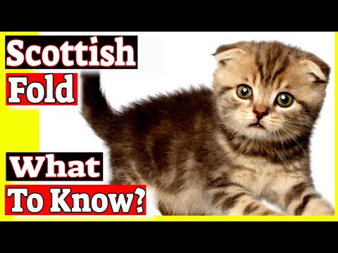 Why are Scottish Fold cats banned? Do Scottish Fold cats have health problems?
