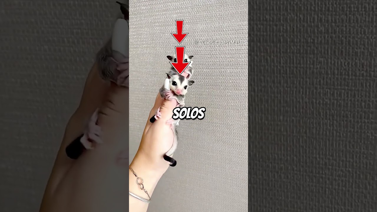 3 Exotic Pets You Can Have at Home