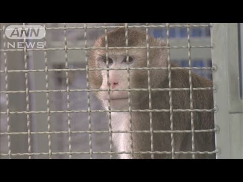 コロナウイルスワクチンの発見: なぜ人体での臨床試験が検討されているのか