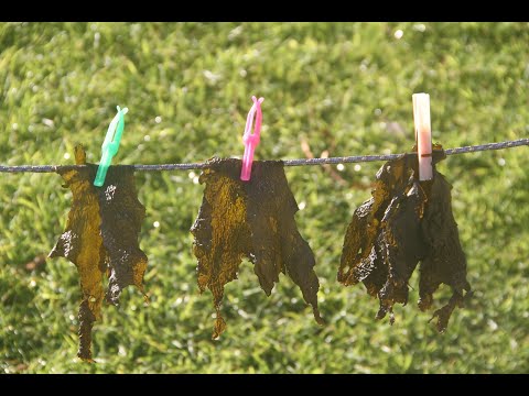 Seaweed Harvest | Indigenous Plant Medicine | Rongoā