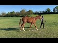 ? Jeune cheval d'avenir dressage x Sir donnerhall 
