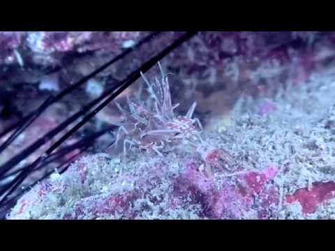 Radiohead - Everything In Its Right Place (Dibby Dougherty & David Young's 'DhARMA' Remix)