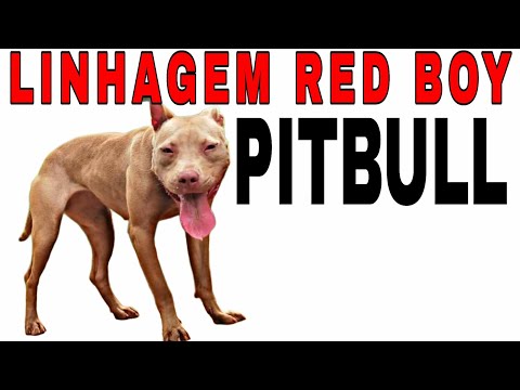 The Bloodline Story - Red Boy - Bloodline of APBT #pitbull #apbt #gamedogs