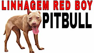 The Bloodline Story - Red Boy - Bloodline of APBT #pitbull #apbt #gamedogs