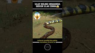 Download lagu A VELING SNAKE PREYING A COBRA SPOILS PEOPLE⁉️😱#shorts mp3 Download lagu A VELING SNAKE PREYING A COBRA SPOILS PEOPLE⁉️😱#shorts mp3