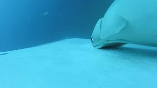 Seltene Aufnahmen: Schiffshalter surfen auf Buckelwalen vor Australien