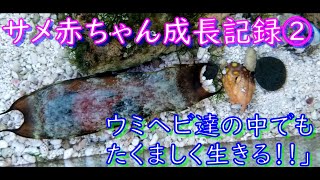 サメの赤ちゃんの成長記録②　ウミヘビやウツボ達の中でもたくましく生きる！！