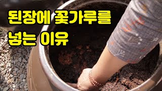 아들한테 간이식 받고 산골짜기에 컨테이너 갖다놓고 된장만 연구하는 엄마..