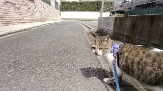 公園からまあまあの距離を自分で帰る猫