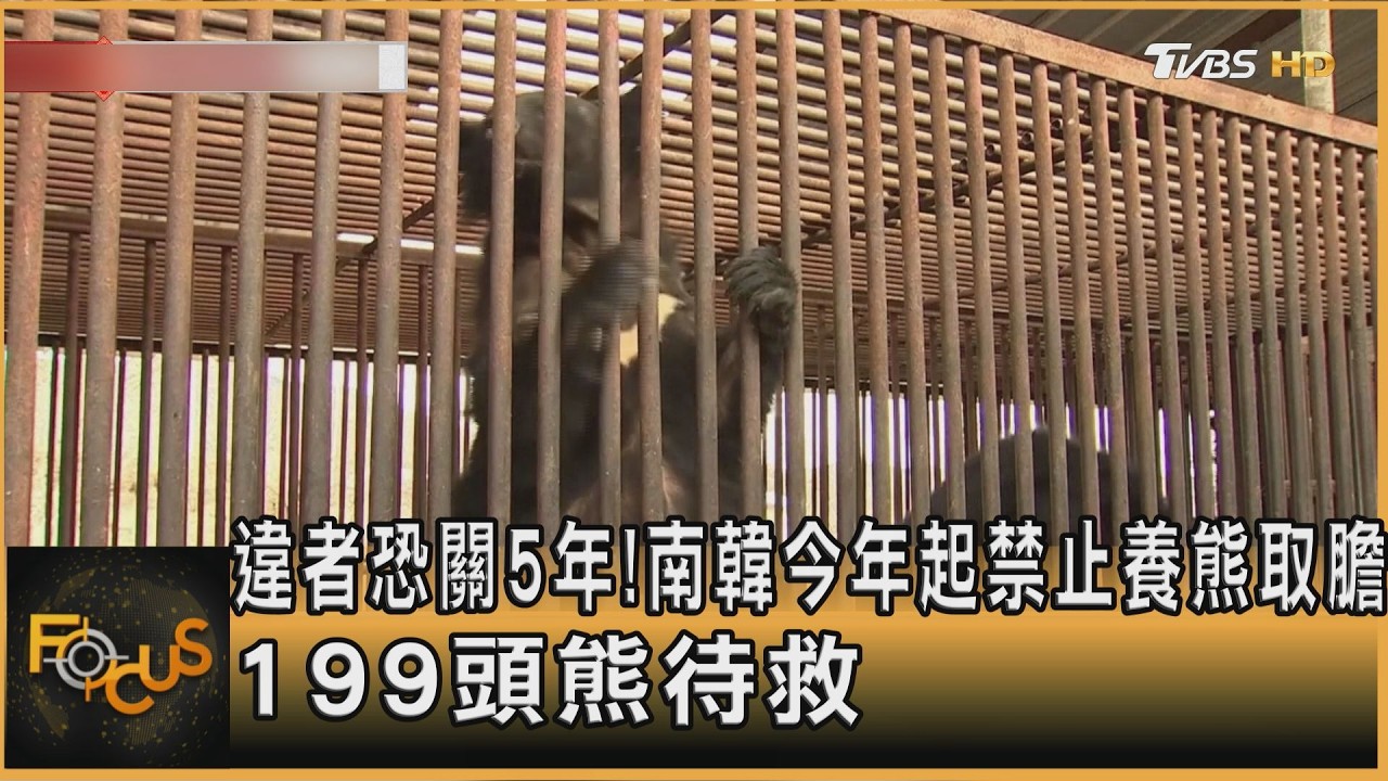 違者恐關5年!南韓今年起禁止養熊取膽 199頭熊待救