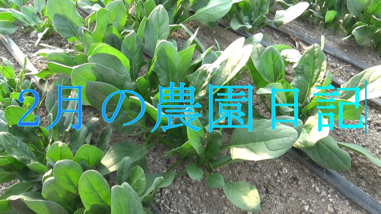 2月の農園日記（ニンジン総括、10年目完）