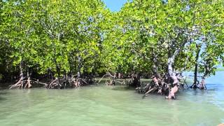 preview picture of video 'Tung Yee Peng Mangrove Forests'