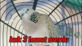 Download lagu Merdu❗jernih suara Tekukur kuk 3 mp3 Download lagu Merdu❗jernih suara Tekukur kuk 3 mp3