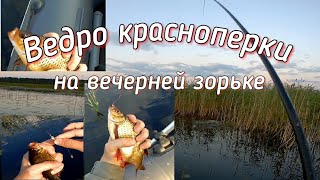 Ловля красноперки осенью в октябре