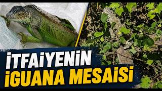 İtfaiyenin İguana Mesaisi