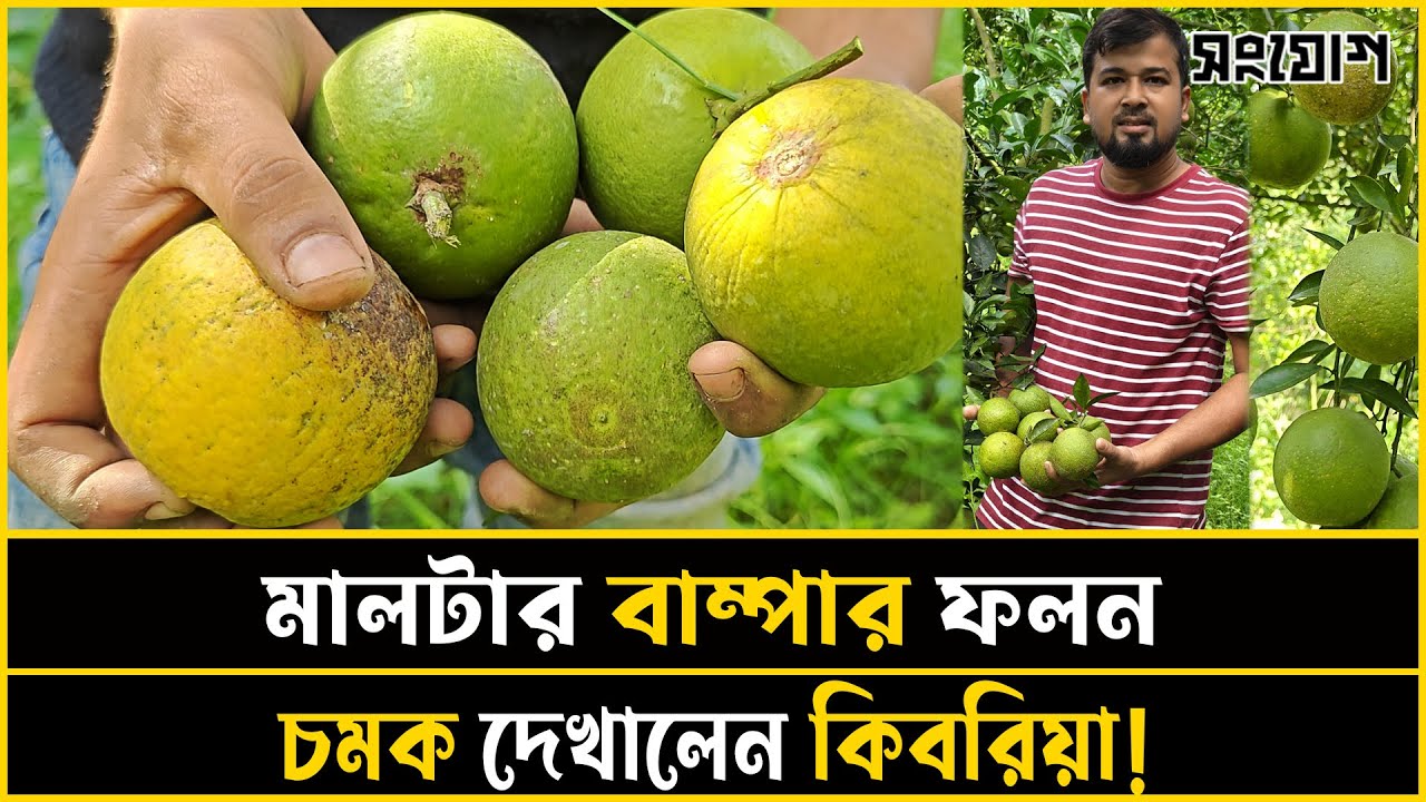 সমতলে মালটার বাম্পার ফলন