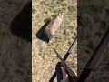 Hunting Rhinoceros with a tranquilizer #shorts