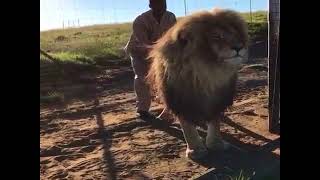 Lion Almost Eats Its Owner !