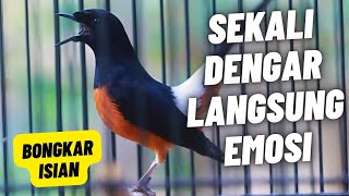 Download lagu MURAI BATU GACOR FULL ISIAN TEMBAKAN KASAR SANGAT AMPUH MELATIH MURAI BATU BONGKAR ISIAN mp3