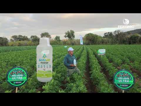 Parcela demostrativa - Comunidad de San Isidro, Municipio de Comarapa, Santa Cruz, Bolivia.
