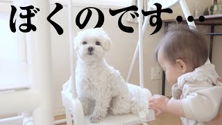 妹の新しい遊具をすぐ自分専用にしちゃう兄犬が可愛すぎたww【マルプー×赤ちゃん】