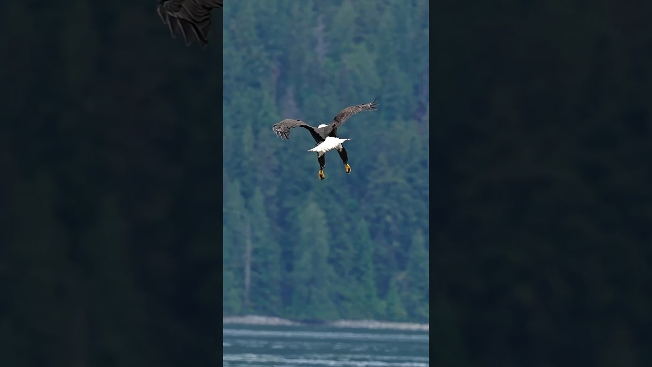 Impressive bald eagle demonstrates its amazing flying abilities.