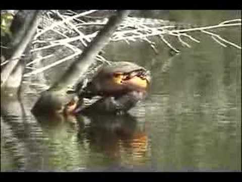 Alligators in Everglades National Park