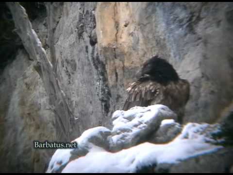 Quebrantahuesos inmaduro 1 año ( Gypaetus barbat