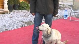 VIP Köpek Eğitim Okulu ve Köpek Oteli Ankara - 